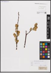 Foto von Salix caprea L.